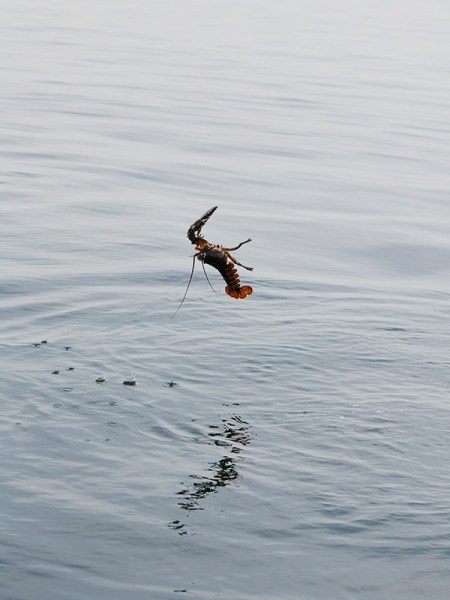 Un pescador arroja una langosta de tamaño insuficiente 