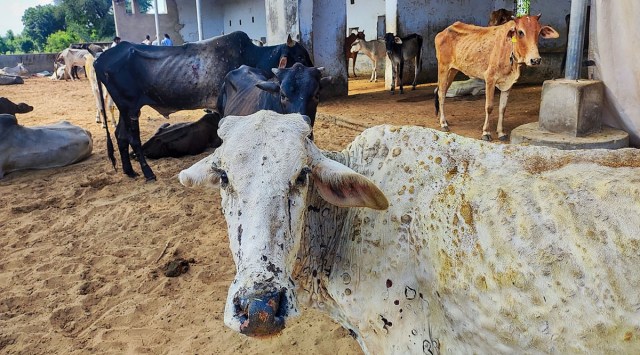 Fatehpur: Cows infected with lumpy skin disease at a farm in Fatehpur, Tuesday, Sept. 13, 2022. (PTI Photo)