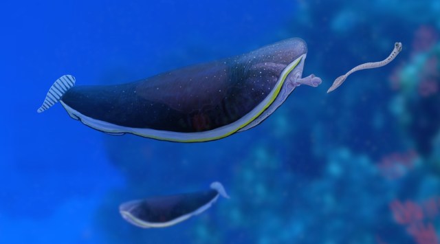 An undated photo provided by Joschua Knüppe shows a reconstruction of Typhloesus, a fishlike predator that swam the waters of ancient Montana 330 million years ago. (Joschua Knüppe via The New York Times)