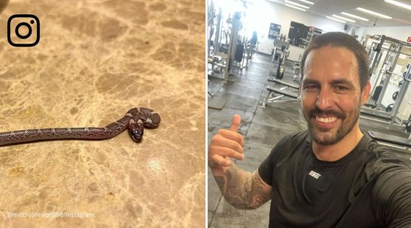 Mitchell Johnson, snake, Lucknow hotel, Australia, cricket, former cricketer, Legends League Cricket, India, reptile, Brett Lee, viral, trending