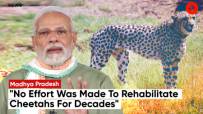 PM Modi Releases Cheetahs At Kuno National Park, Thanks Namibia Government For Cooperation