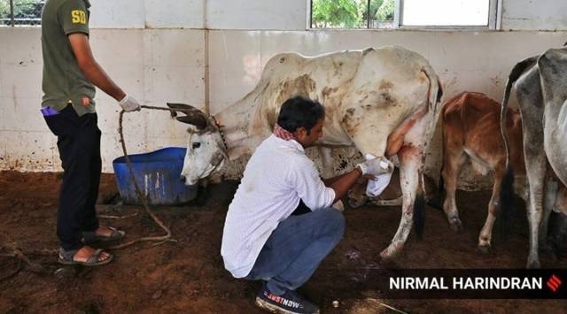 Out of the 2,387 infected animals in affected villages, 1,435 have recovered after treatment. (Express photo/File)