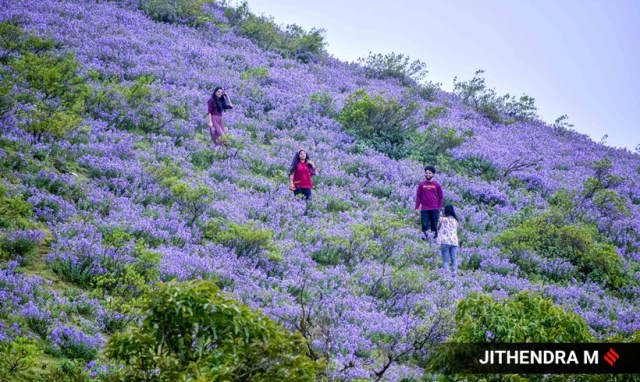 Neelakurinji flowers nilgiri hills