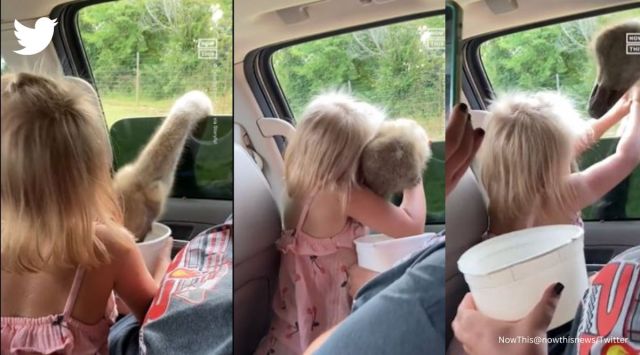 girl hugs ostrich, three year old girl hugs ostrich, ostrich video, ostrich and girl video, indian express