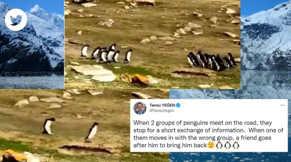 Penguins, group of penguin, Falkland Islands, viral video, Twitter, old video, viral, trending