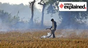 After Centre’s refusal to provide extra financial aid, how Punjab govt can help farmers manage stubble issue