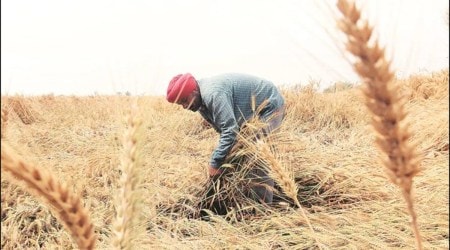 It is due to the the lack of proper organic matter in the soil that the farmers in Punjab are spending huge amounts of money on fertilisers. (Representational/file)