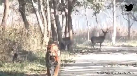 tiger video, tiger ignores deers, tiger in forest video, tiger and prey video, deer, indian express