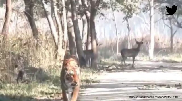tiger video, tiger ignores deers, tiger in forest video, tiger and prey video, deer, indian express
