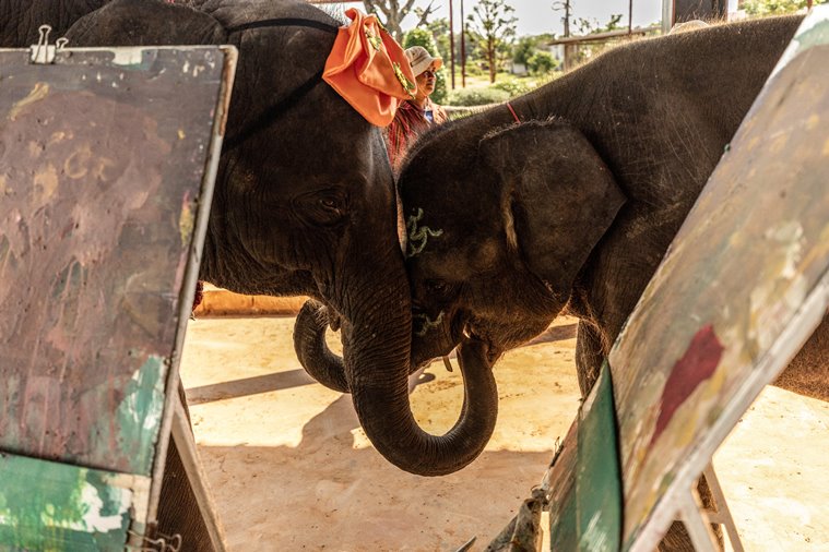 elephant elephant thai elephant social media