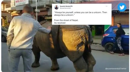 Watch: Rhinoceros walks on Nepal road unmindful of people touching it