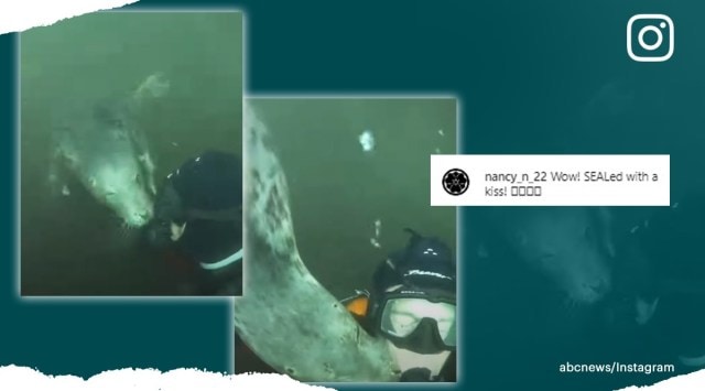 seal kisses diver, seal's encounter with diver, seal gets close to diver, seal video, indian express