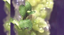 IISER-Pune, IISER, Pune news, Pune city news, Pune, Maharashtra, Maharashtra government, India news, Indian Express News Service, Express News Service, Express News, Indian Express India News