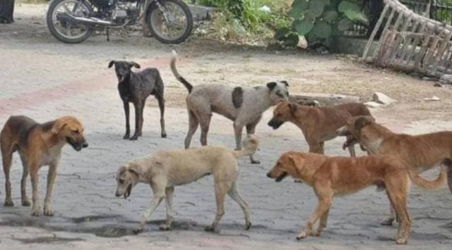 Workers have to wear the safety gears issued by the corporation while performing their duty and were also advised not to catch young dogs (Representational image)