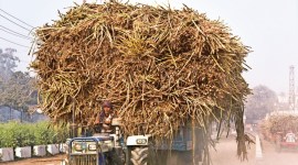 Indian Sugar Mills Association, Sugar Mills Association (ISMA), sugar millers seek lower sales quota, Pune news, Pune city news, Pune, Maharashtra, Maharashtra government, India news, Indian Express News Service, Express News Service, Express News, Indian Express India News