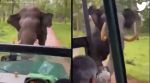 elephant charges towards safari jeep, furious elephant charges, elephant video, angry elephant charging video, indian express