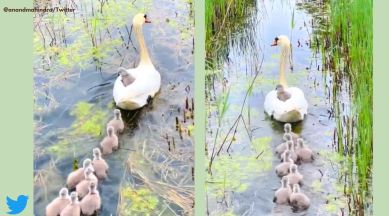 Anand Mahindra, Anand Mahindra tweets, Ducklings follow mother duck, Viral duck video, Indian express