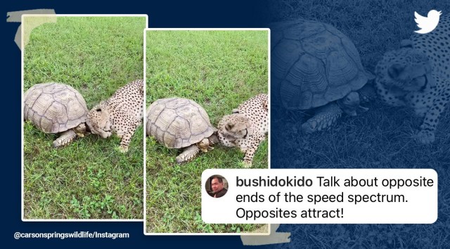 Cheetah best friend, tortoise, surprised, Kuno national park, India, Madhya Pradesh, wildlife, viral, trending