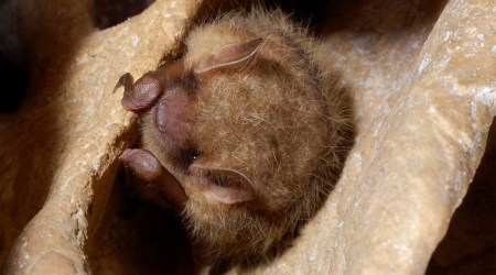 This photo provided by the U.S. Fish and Wildlife Service shows a tricolored bat