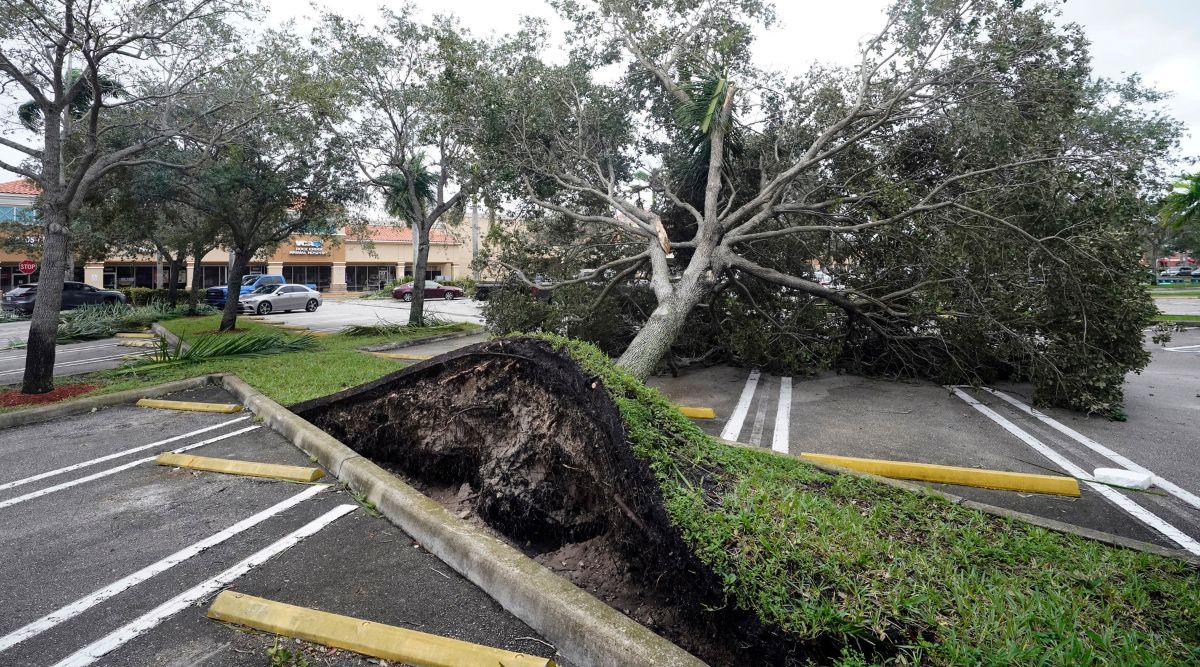 An uprooted tree, toppled by strong winds from the outer bands of Hurricane Ian, rests in a parking lot of a shopping center in Cooper City, Florida. (AP)