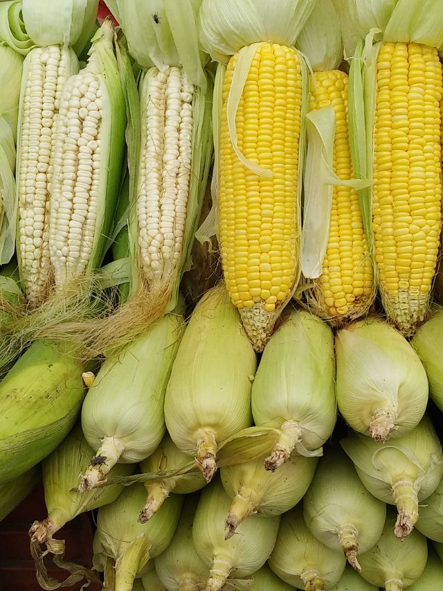 Desi white corn vs yellow American counterpart Find out which is healthier The Indian Express