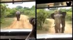 elephant chased, elephant video, elephant charging at vehicle, elephant furious, indian express