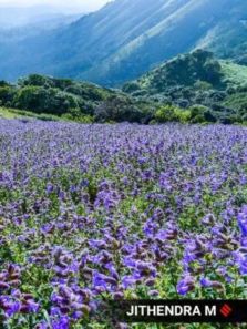 Tourists witness the remarkable blooming of Neelakurinji flowers in Chikmagalur
