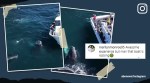 humpback whale kisses boat, humpback whale, whale video, whale kisses boat, indian express