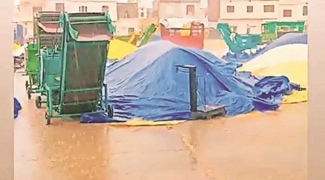 On Friday, the entire basmati belt from Sonepat and Panipat to Karnal, Kurukshetra and Ambala received heavy showers. Worse, there is forecast for more in the next two days.