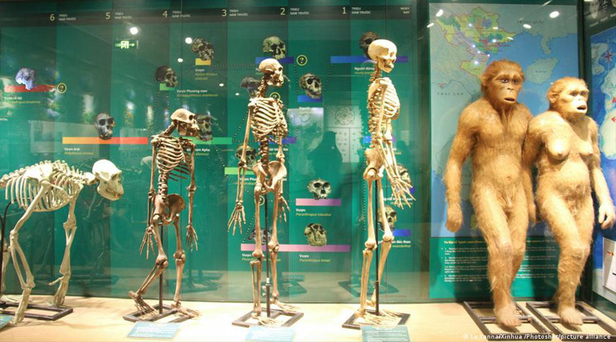 Дарвиновский музей Эволюция человека