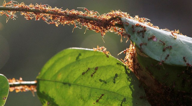 A colony of weaver ants build their nest from leaves