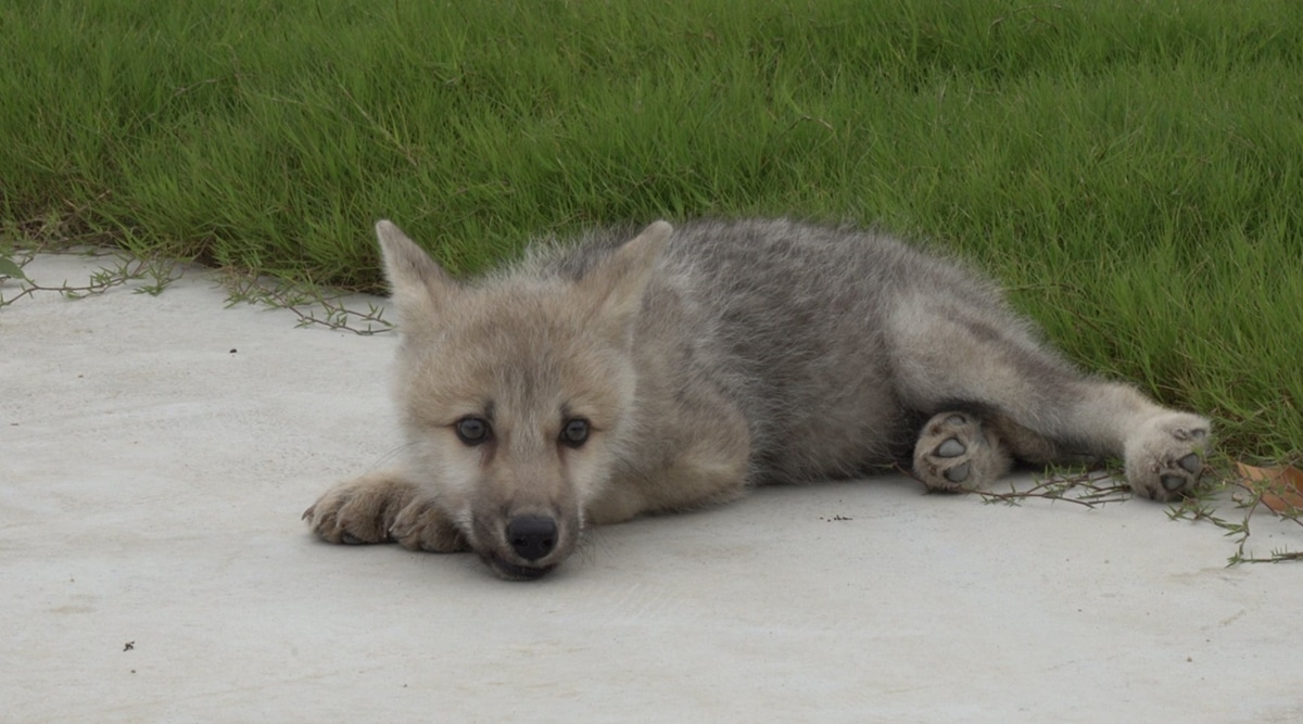 World's first cloned wild Arctic wolf, Maya (Twitter/China Science)