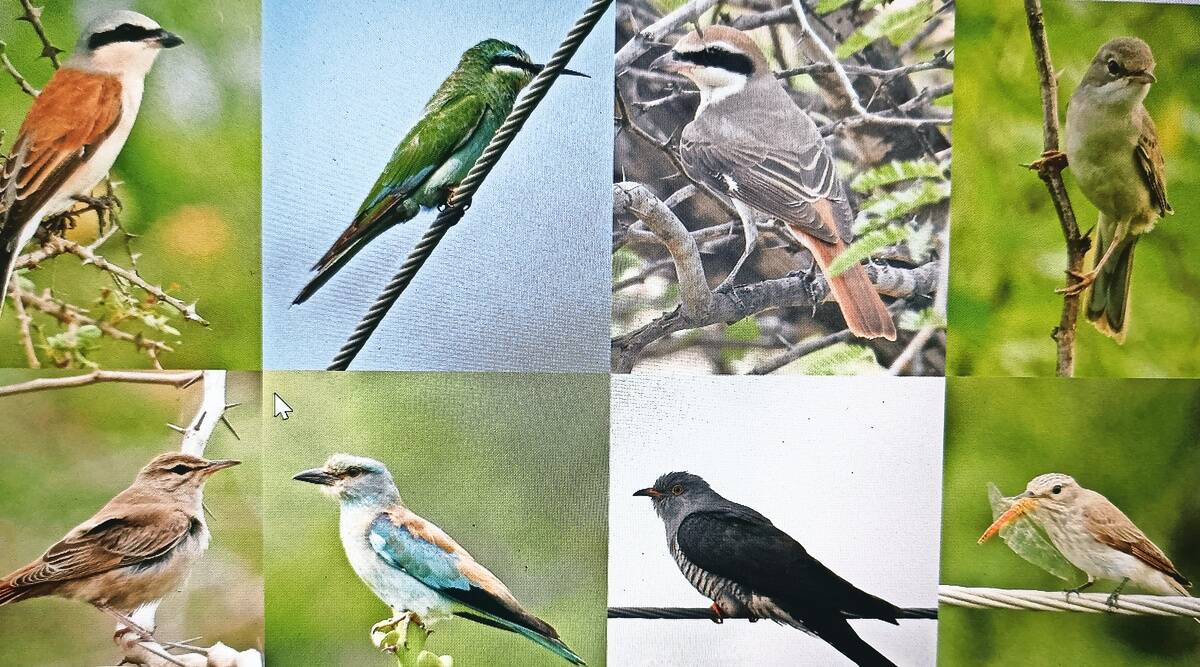 Two-day bird count begins: 104 birdwatchers start looking for ...