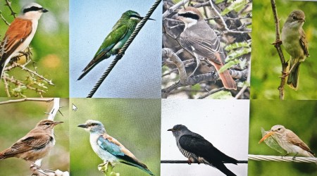Rajkot, birdwatch, Kutch, birdwatchers, migrant birds, Ahmedabad, Ahmedabad news, Gujarat, Gujarat news, Indian Express, India news, current affairs, Indian Express News Service, Express News Service, Express News, Indian Express India News