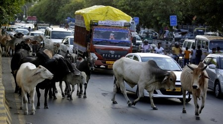 Stray cattle blocking traffic on a road (Express/file)