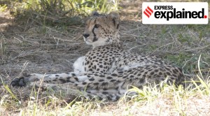 What it takes to successfully move big cats like cheetahs out of their natural habitats