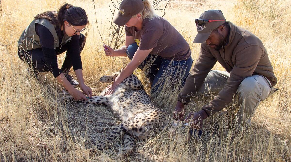 Plane carrying cheetahs from Namibia to land in MP’s Gwalior instead of Jaipur on Saturday: Report