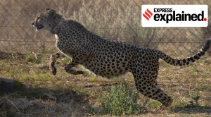 Who are cheetah mitras; and when can the public see the big cats?