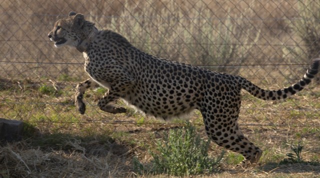 A cheetah in a South African reserve, which is in the batch to be sent to India. (AP Photo)