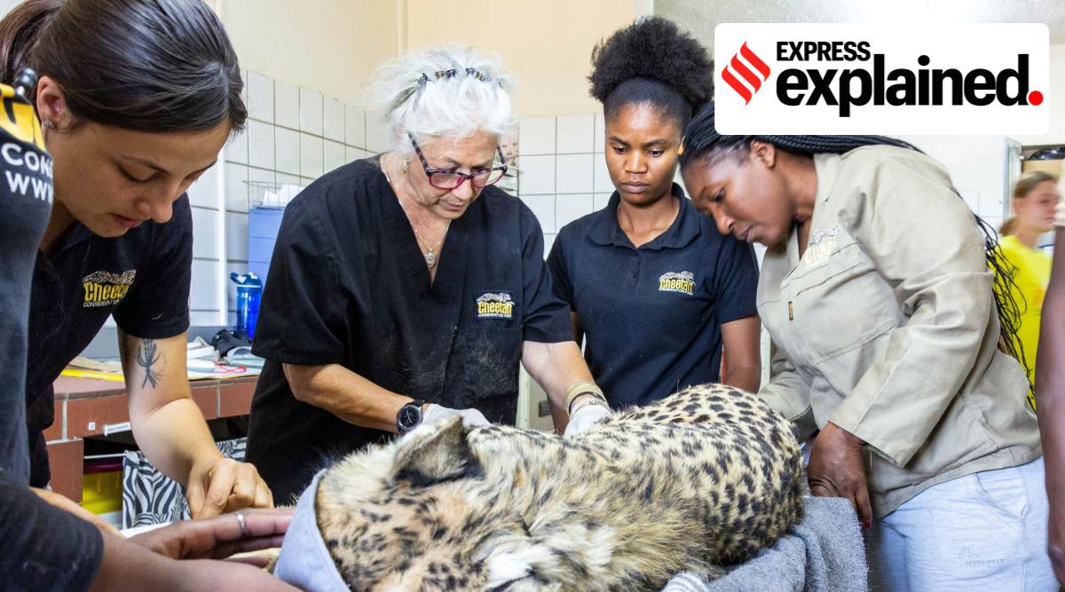 Cheetah Conservation Fund (CCF) Founder and Executive Director Dr. Laurie Marker and CCF cheetah specialist team prepare a cheetah for the translocation to India at the CCF centre in Otjiwarongo, Namibia, September 12, 2022. Courtesy of Cheetah Conservation Fund/Handout via REUTERS THIS IMAGE HAS BEEN SUPPLIED BY A THIRD PARTY. NO RESALES. NO ARCHIVES.