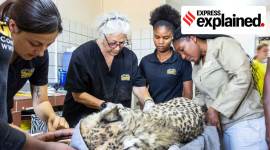 Cheetah Conservation Fund (CCF) Founder and Executive Director Dr. Laurie Marker and CCF cheetah specialist team prepare a cheetah for the translocation at the CCF centre in Otjiwarongo no alt set