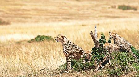 india cheetah, cheetah kong, cheetah Modi, cheetah Namibia, Cheetahs, Kuno National Park, Madhya Pradesh, African Cheetahs, Bilai Nahar, Eye, Sunday Eye, Eye cover story, Kuno Palpur sanctuary, Indian Express Eye, Nambian Cheetahs