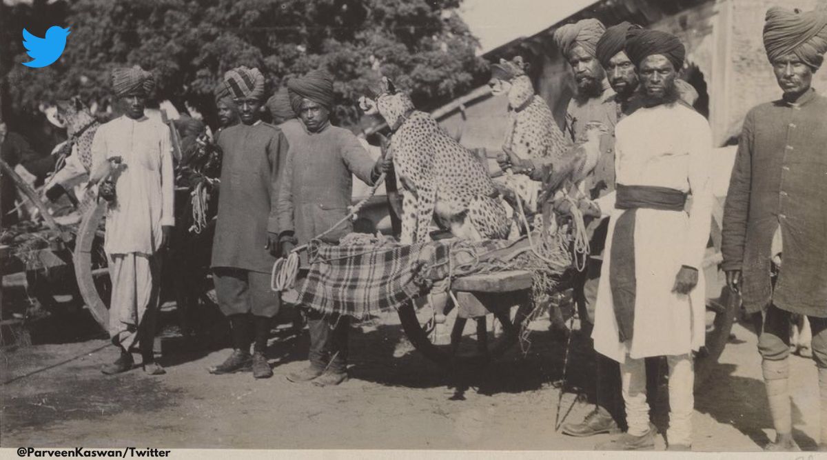 Prime minister Modi Cheetah, Cheetah Namibia India, Cheetah Reintroduction project, Madhya Pradesh Kuno National Park, Cheetah extinction in India, Indian express