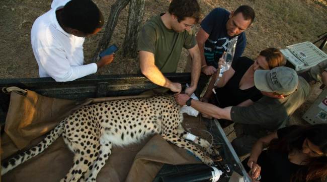 A tracking device is fitted onto a cheetah's neck by manager of the Cheetah Metapopulation Initiative, Vincent van Der Merwe, second from left, at a reserve near Bella Bella, South Africa, Sunday, Sept. 4, 2022. South African wildlife officials have sent four cheetahs to Mozambique this week as part of efforts to reintroduce the species to neighboring parts of southern Africa. (AP/PTI Photo)