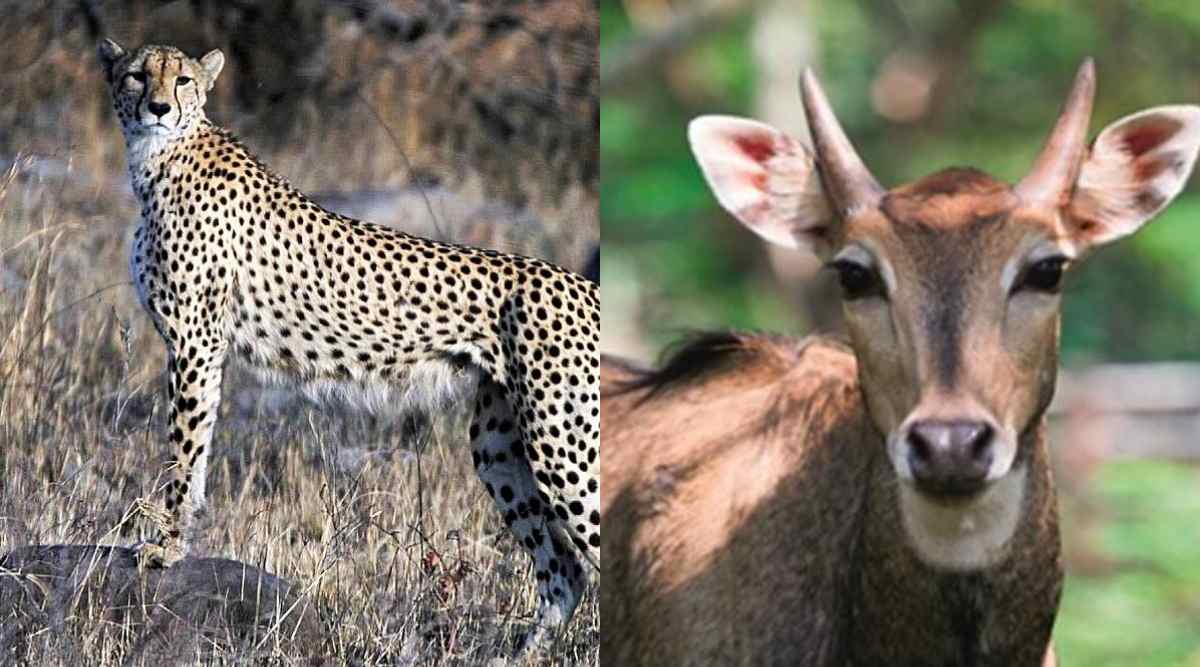 MP, Rajasthan deny reports of chitals being shifted to Kuno for cheetahs | Cities News,The Indian Express MP, Rajasthan deny reports of chitals being shifted to Kuno for cheetahs | Cities News,The Indian Express