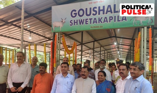 The Goushala dedicated to the indigenous Goan cow breed ‘Shwetakapila’ was inaugurated by Governor P S Sreedharan Pillai and Chief Minister Pramod Sawant on the occasion of Prime Minister Narendra Modi’s 72nd birthday on Saturday. (Express Photo)