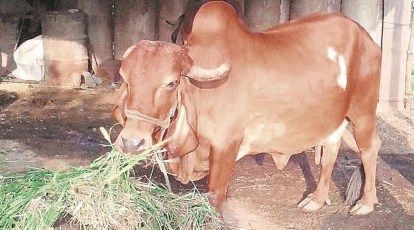 Lumpy Skin Disease in livestock poses no risk to human health' | Cities  News,The Indian Express
