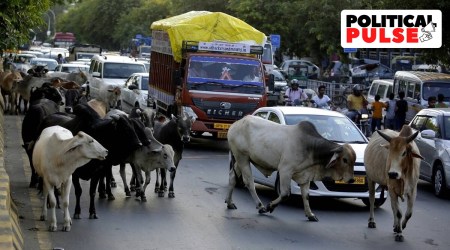 Cattle on roads, in courts in Gujarat as fund-less shelters let them loose