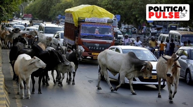 On Friday, cattle were let loose on the streets in the north Gujarat districts of Banaskantha and Patan. In Kutch, on Sunday, those running the shelters handed over keys to the government, saying they would not vote for the BJP in the elections. (File photo)