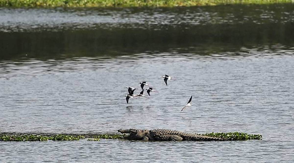 Of these seven lakes, Modak Sagar and Vehar are 100 per cent full. (File)